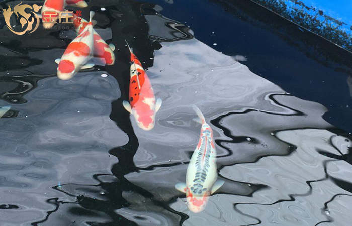 金莊日本桃太郎錦鯉