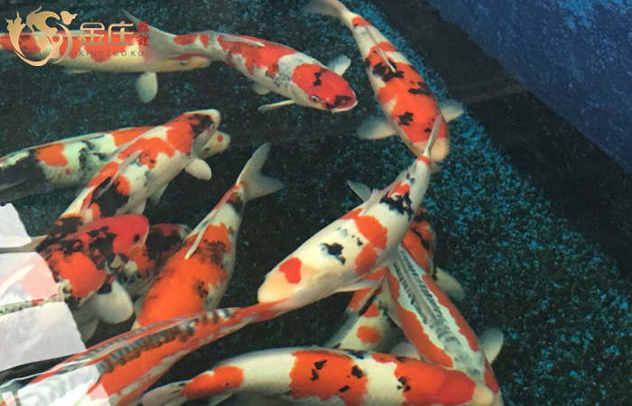 金莊桃太郎錦鯉B4池60-68cm雌性