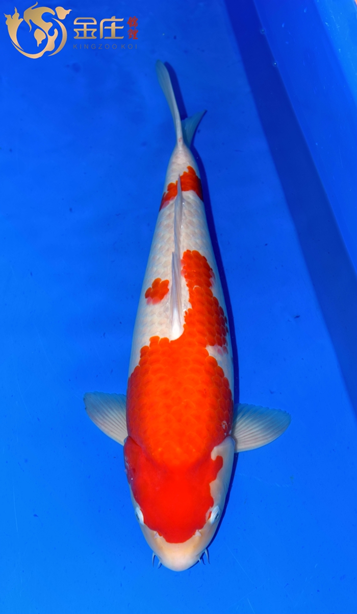 58cm紅白母魚15年産_副本.jpg 58cm紅白母魚15年産_副本.jpg