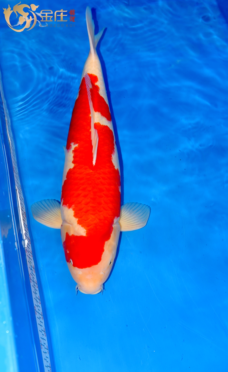 55cm紅白母魚15年産_副本_副本.jpg 55cm紅白母魚15年産_副本_副本.jpg