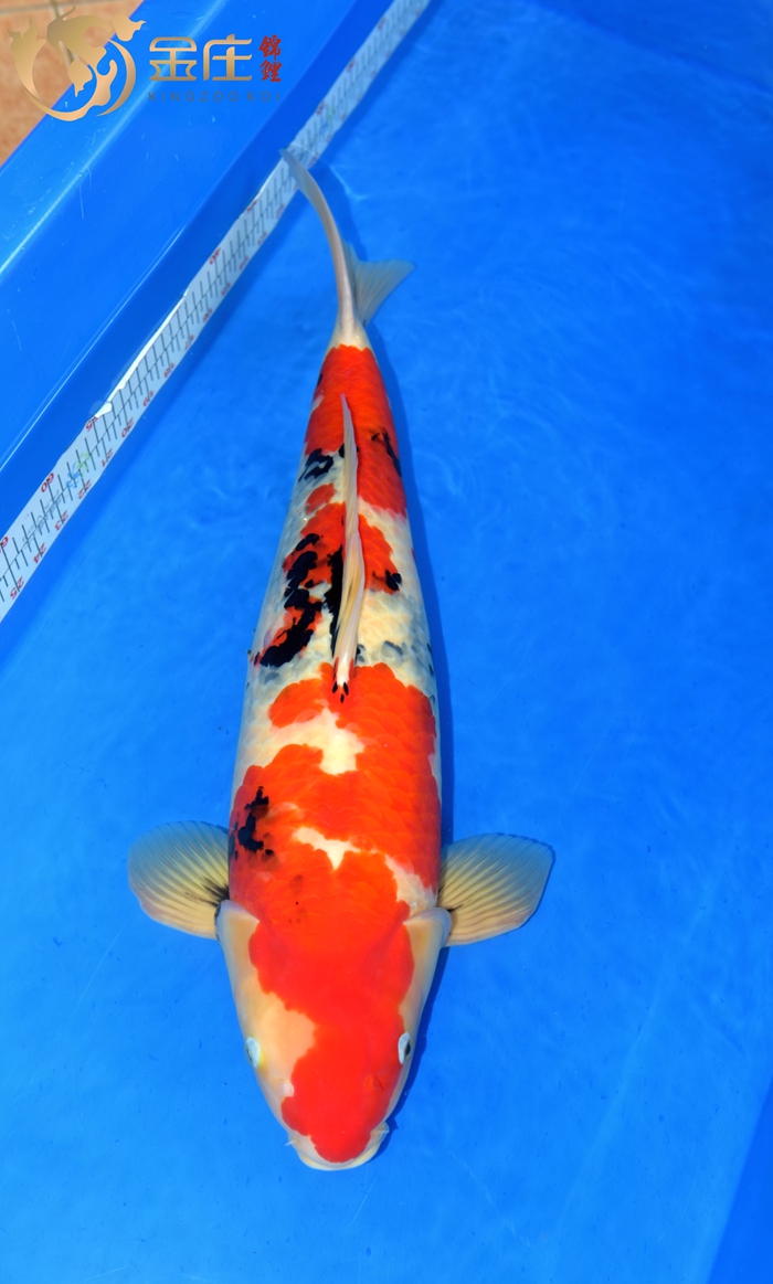 62cm母15年_副本.jpg 62cm母15年_副本.jpg