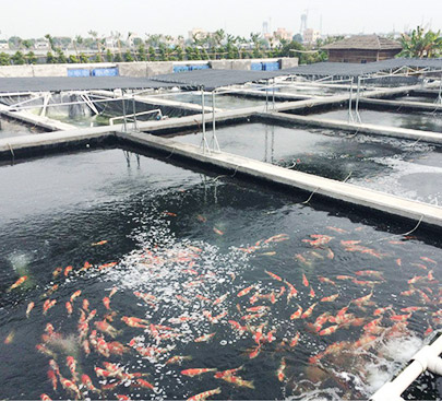 走進金莊專業錦鯉養殖